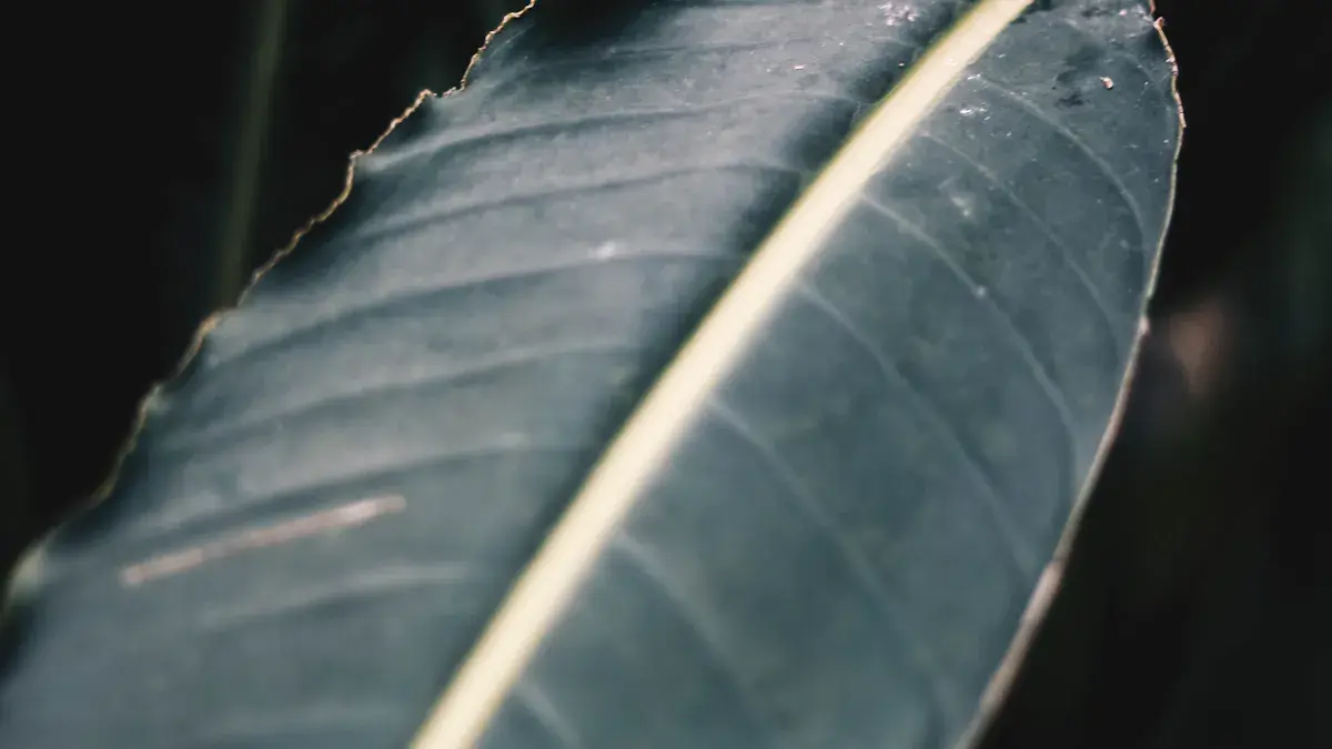 Primer plano de una hoja verde oscura con la nervadura central iluminada